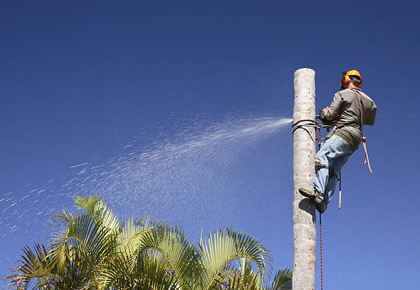 Best Tree Health Inspection  in Steilacoom, WA