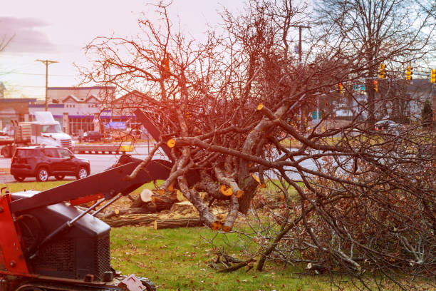 Best Tree Cabling and Bracing  in Steilacoom, WA