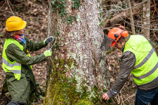 Steilacoom, WA Tree Care Company