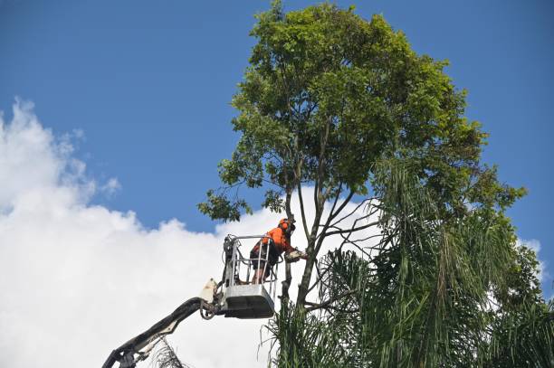 Best Aeration Services  in Steilacoom, WA