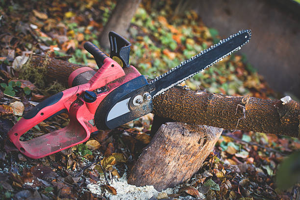 How Our Tree Care Process Works  in  Steilacoom, WA