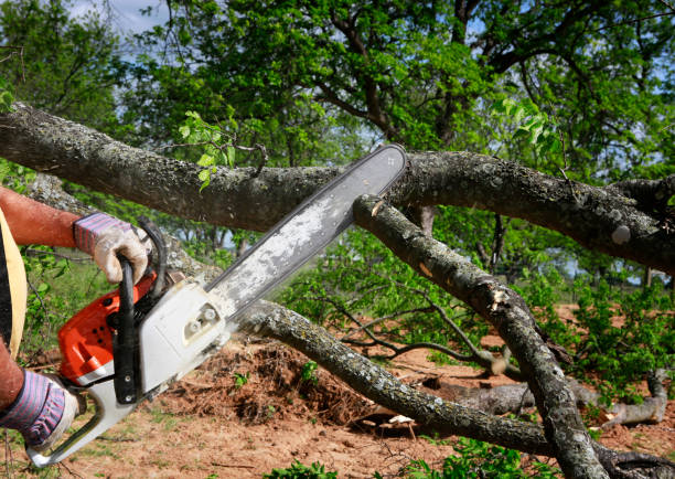 Best Tree Disease Treatment  in Steilacoom, WA