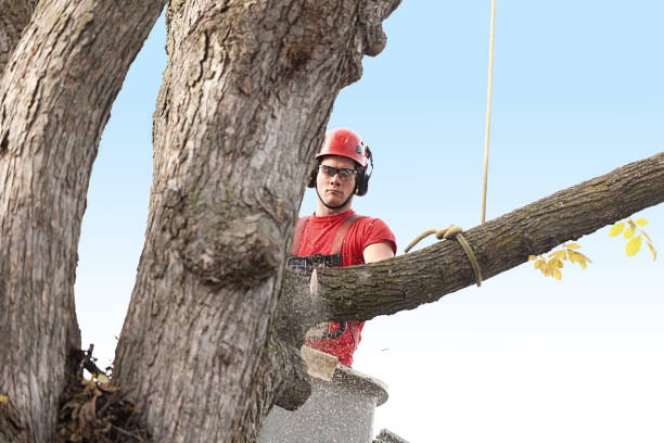 Best Arborist Consultation Services  in Steilacoom, WA